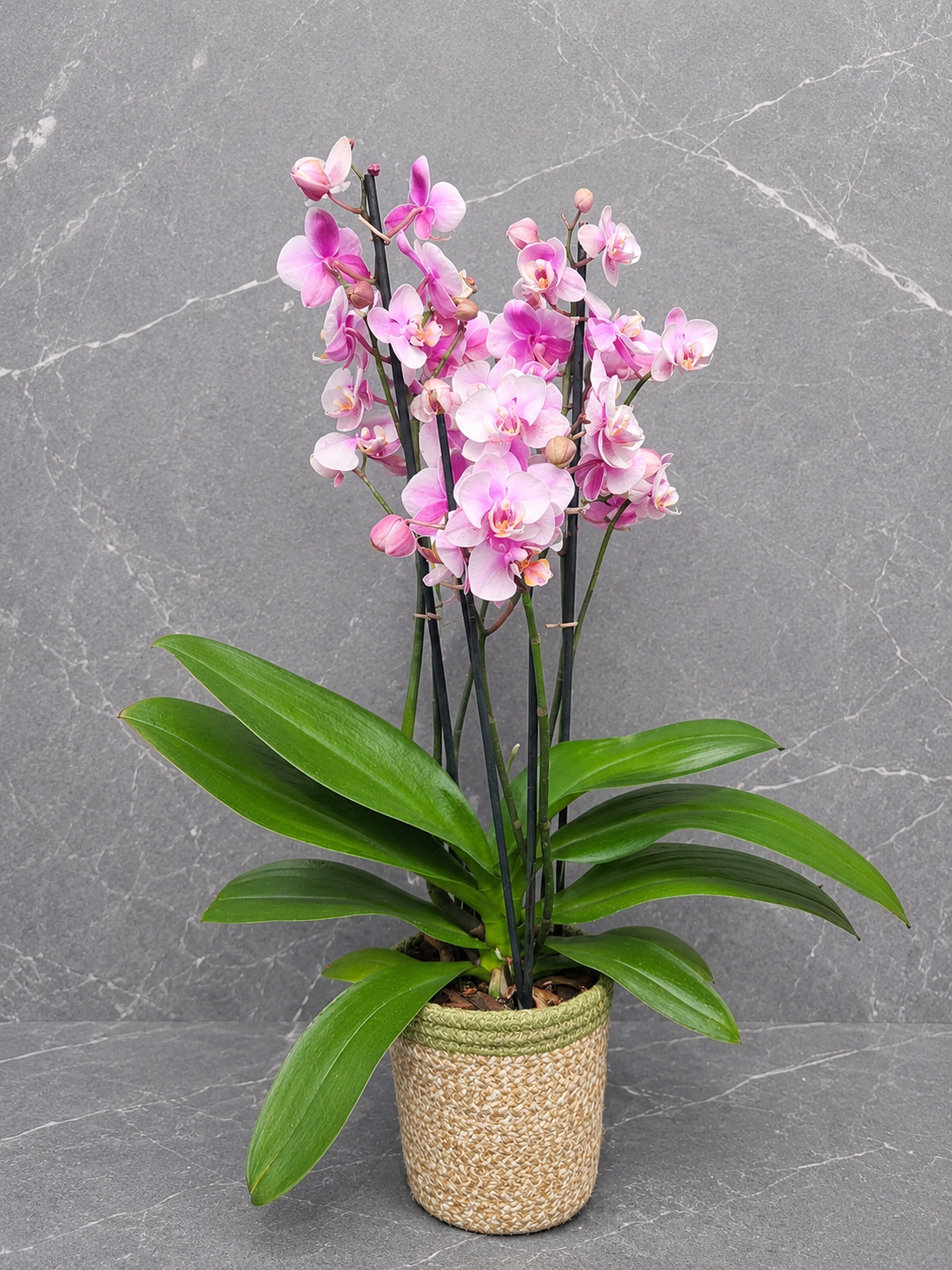 Orchidée