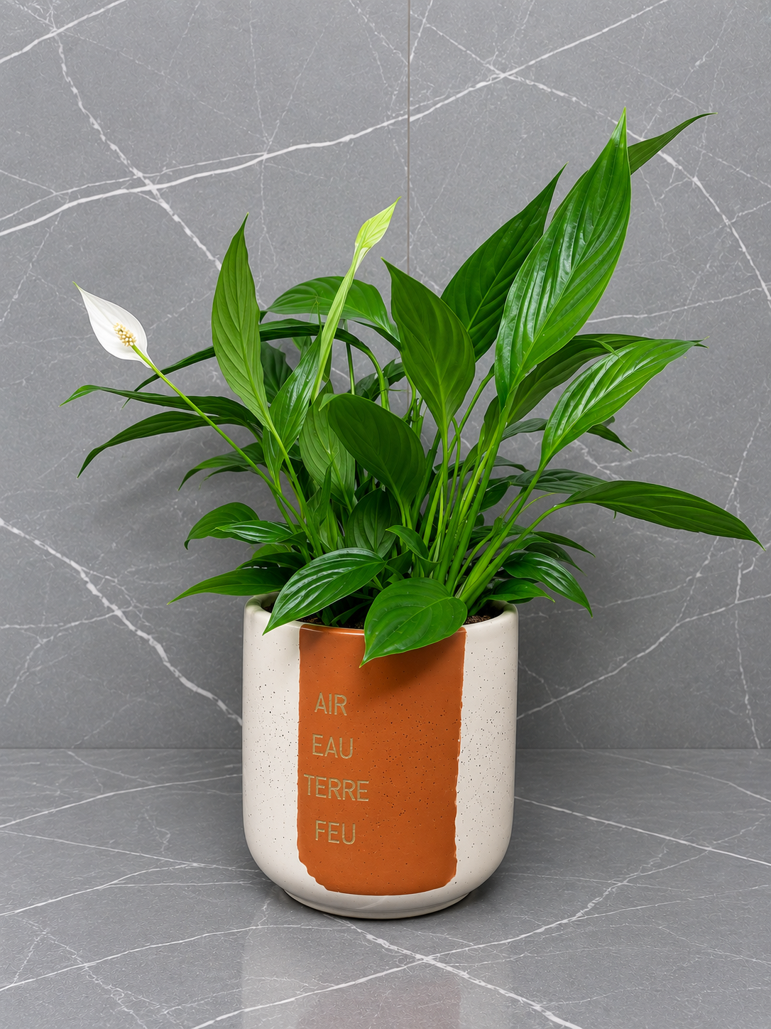 Spathiphyllum