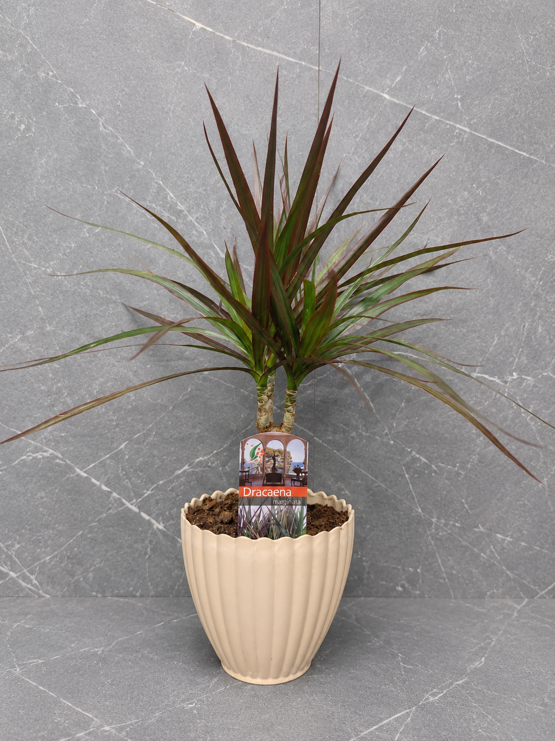 Dracaena