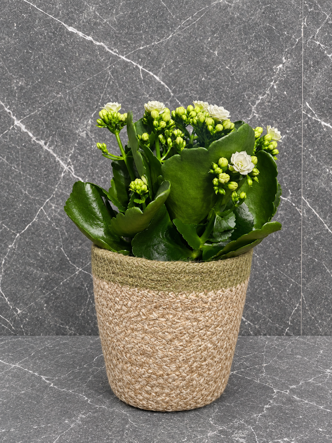 kalanchoe
