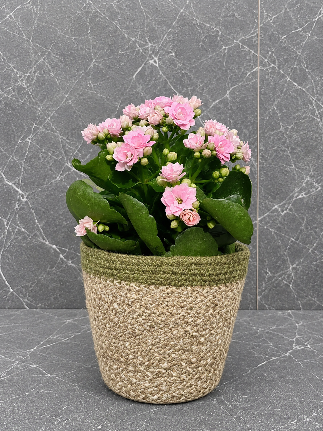 kalanchoe