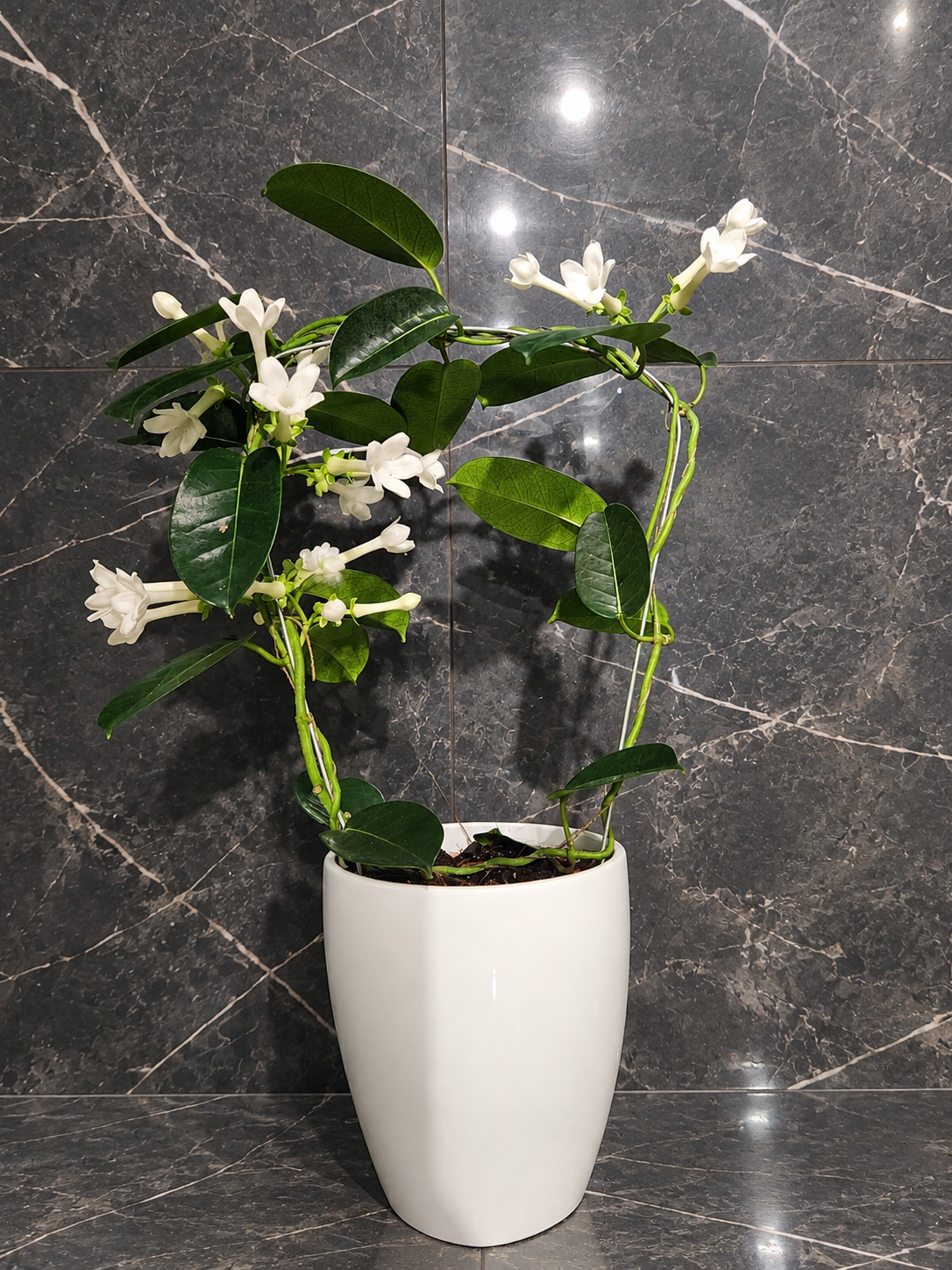 Stephanotis