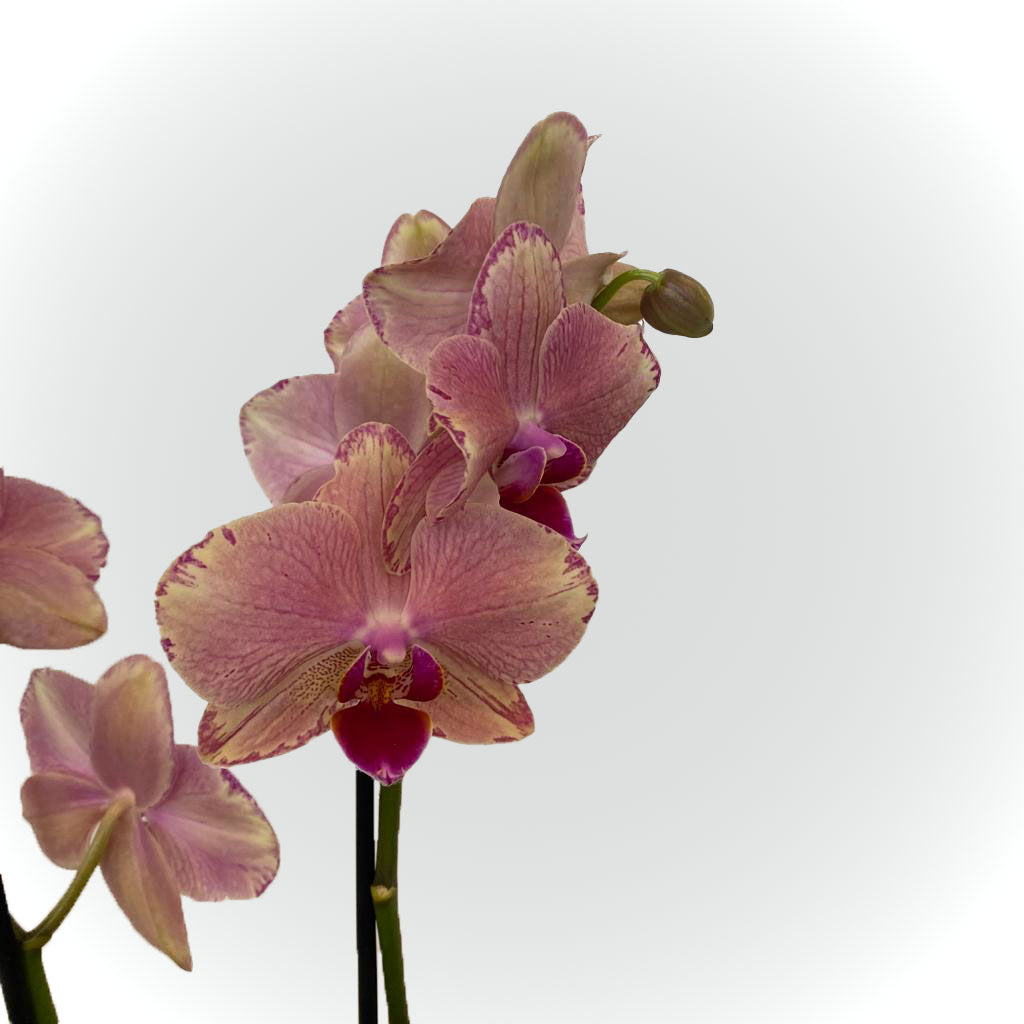 Orchidée blanche, rose ou jaune avec cache pot