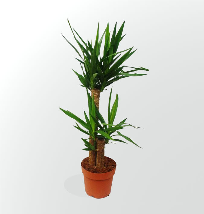 Yucca