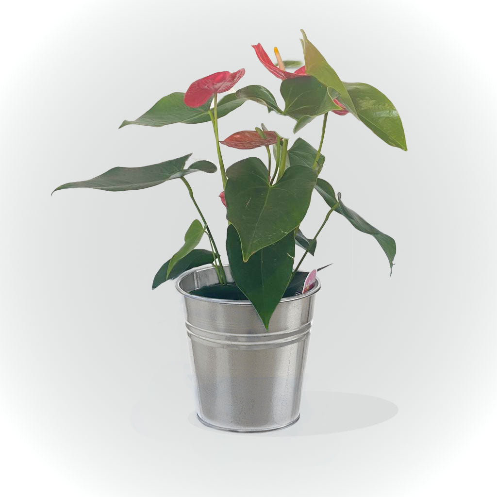 Anthurium avec cache pot (rose, rouge et blanche)