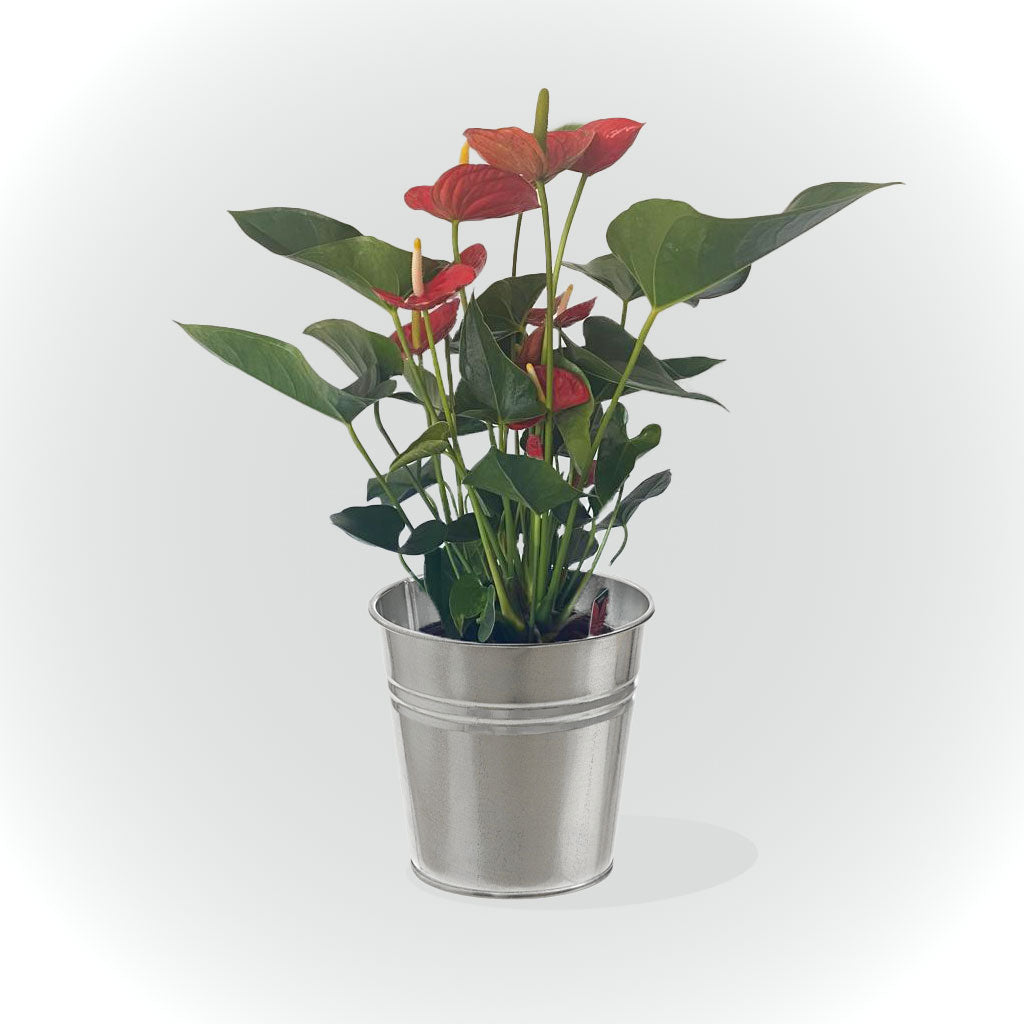 Anthurium avec cache pot (rose, rouge et blanche)