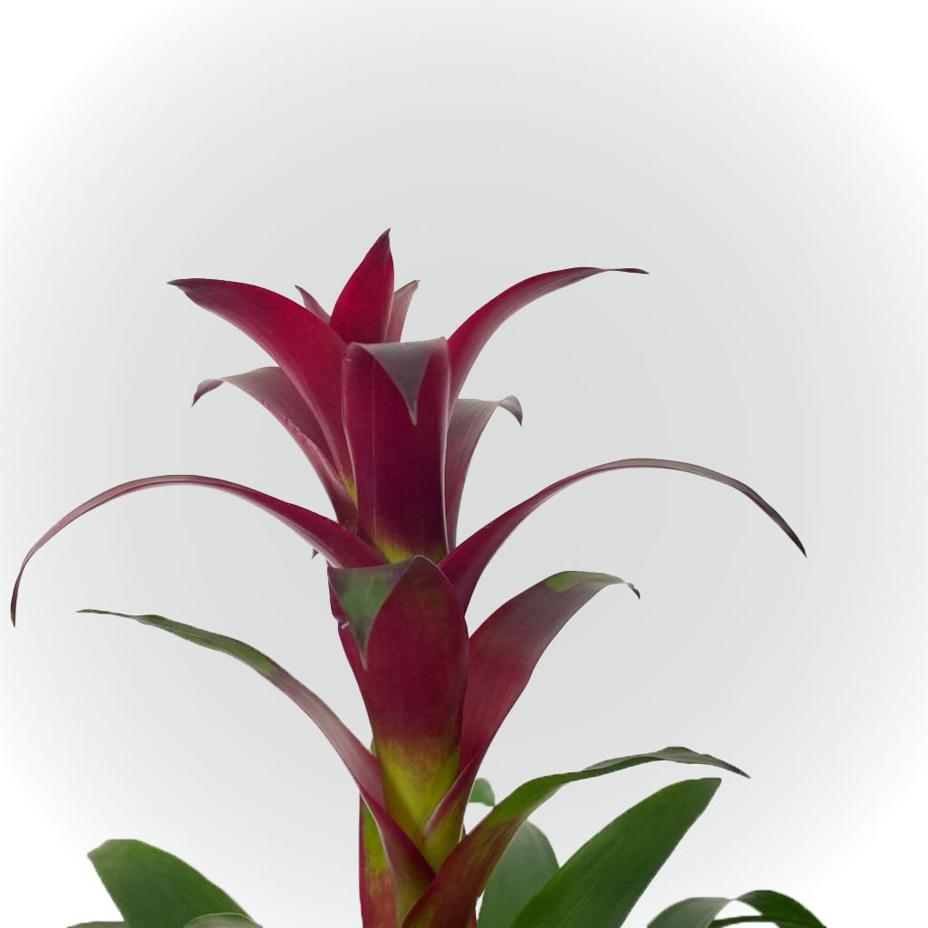 Bromélia rouge ou orange avec cache pot