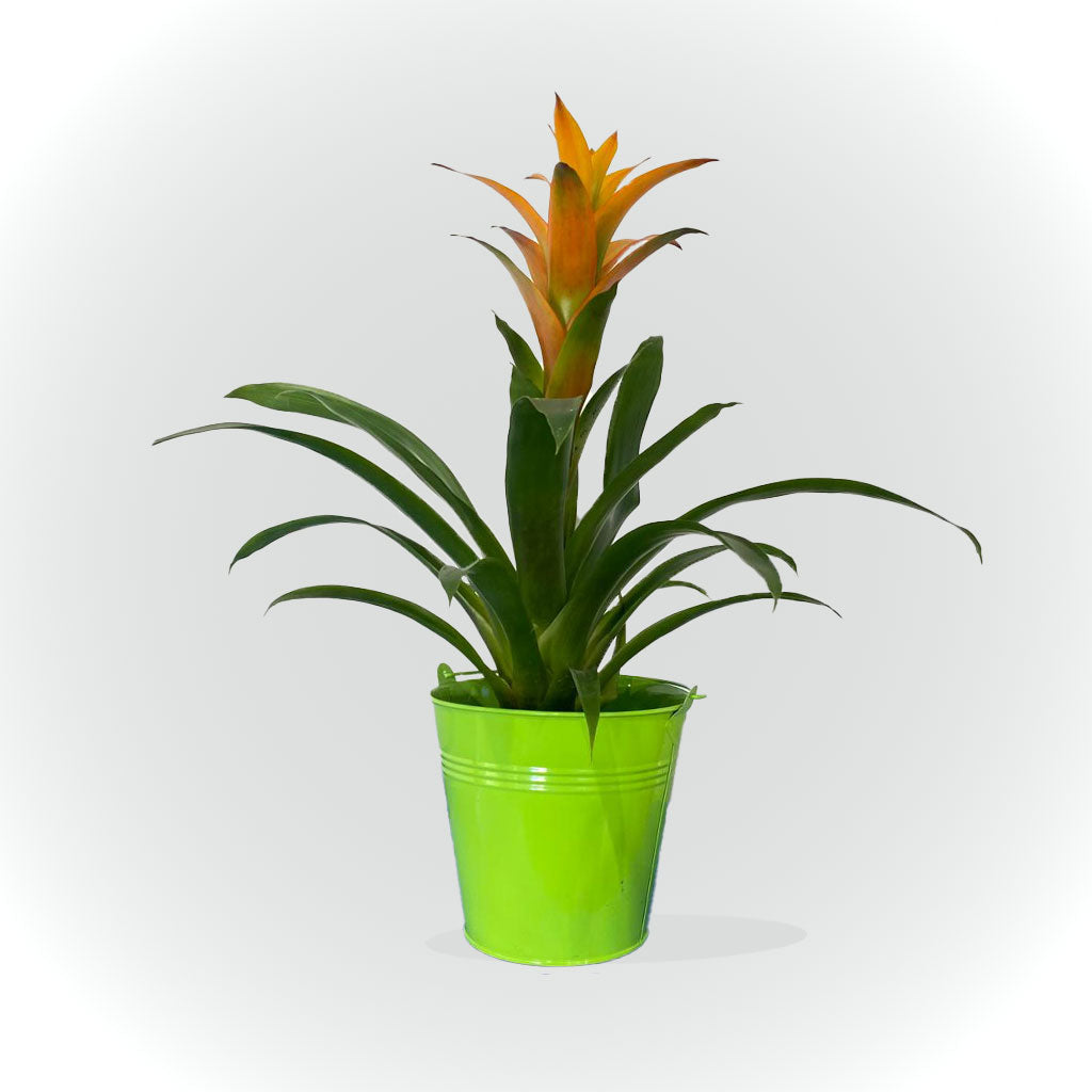 Bromélia rouge ou orange avec cache pot