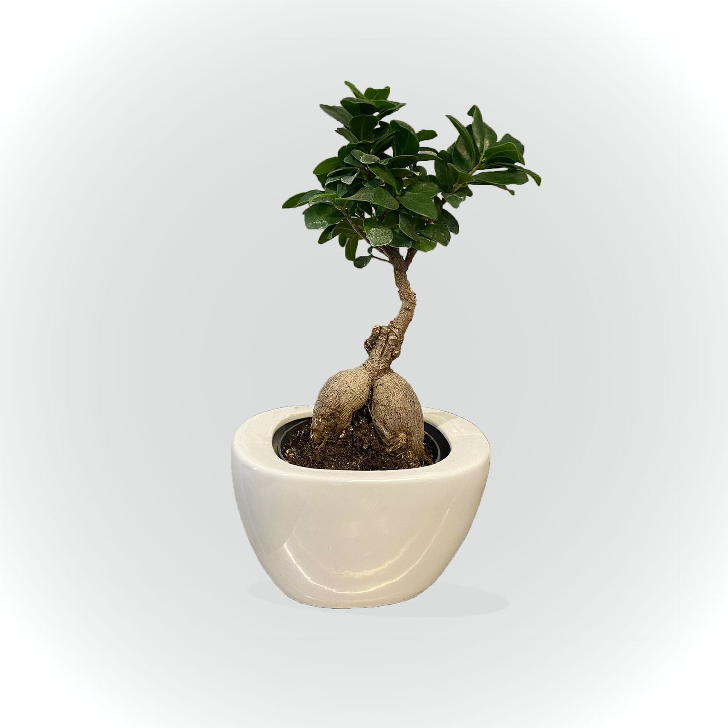 Bonsaï avec cache pot