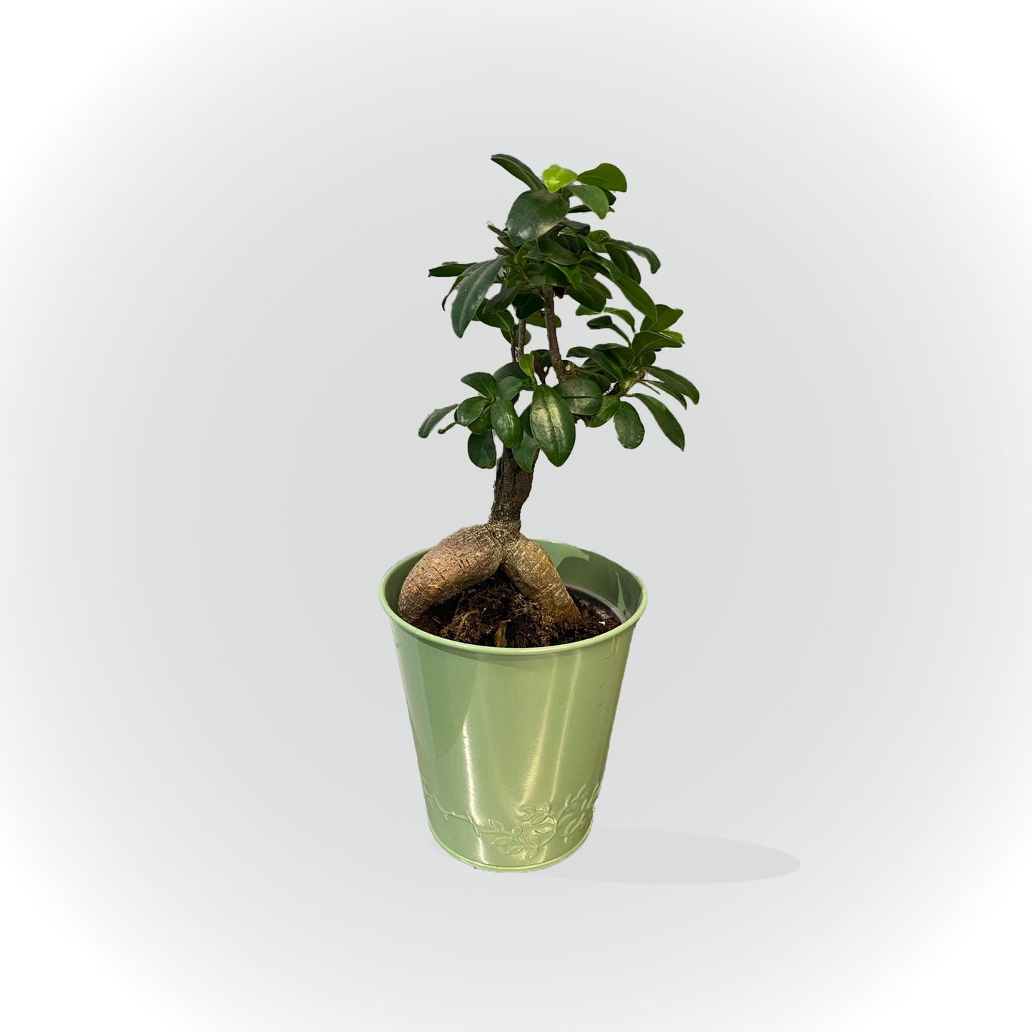 Bonsaï avec cache pot