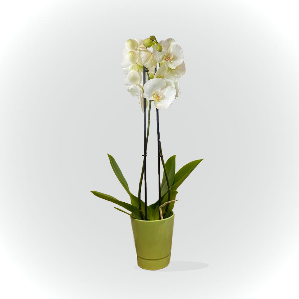 Orchidée orange et son cache-pot kaki - plante d'intérieur fleurie