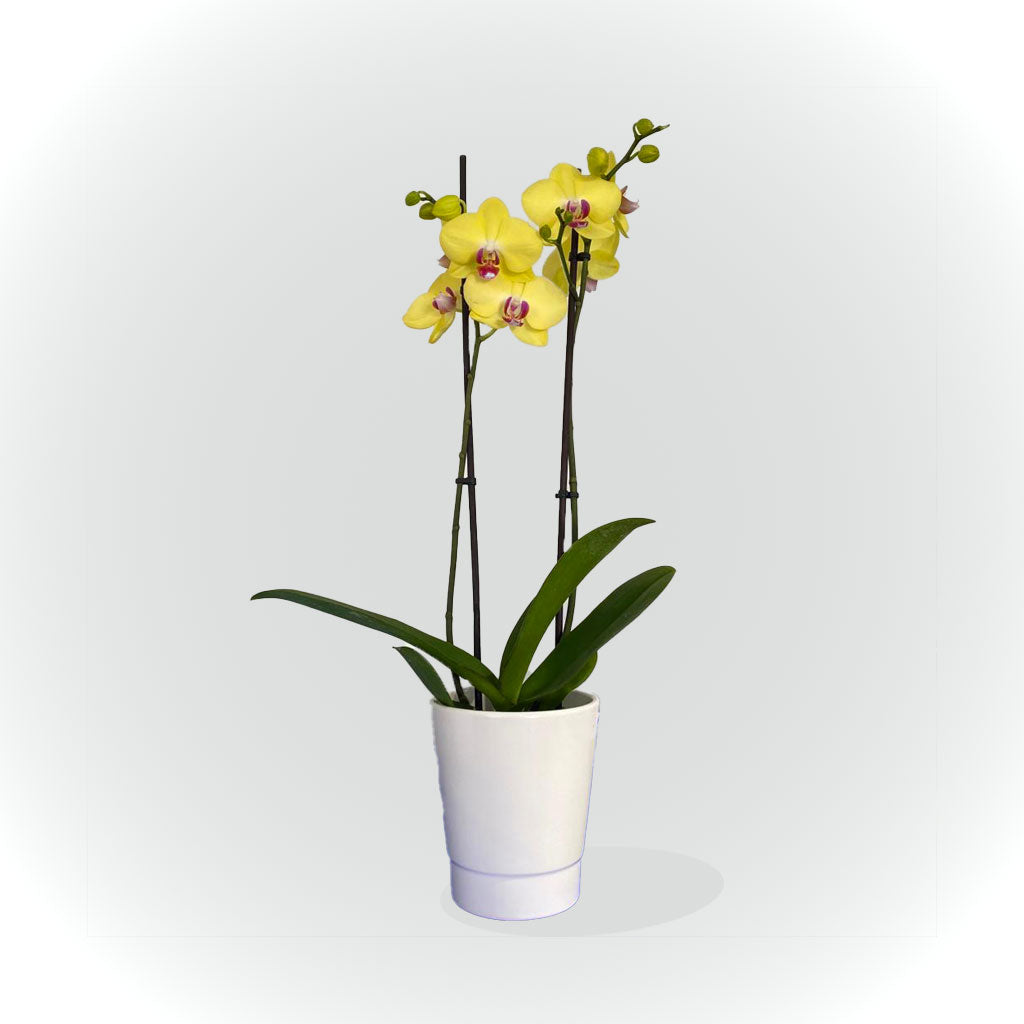 Orchidée blanche, rose ou jaune avec cache pot