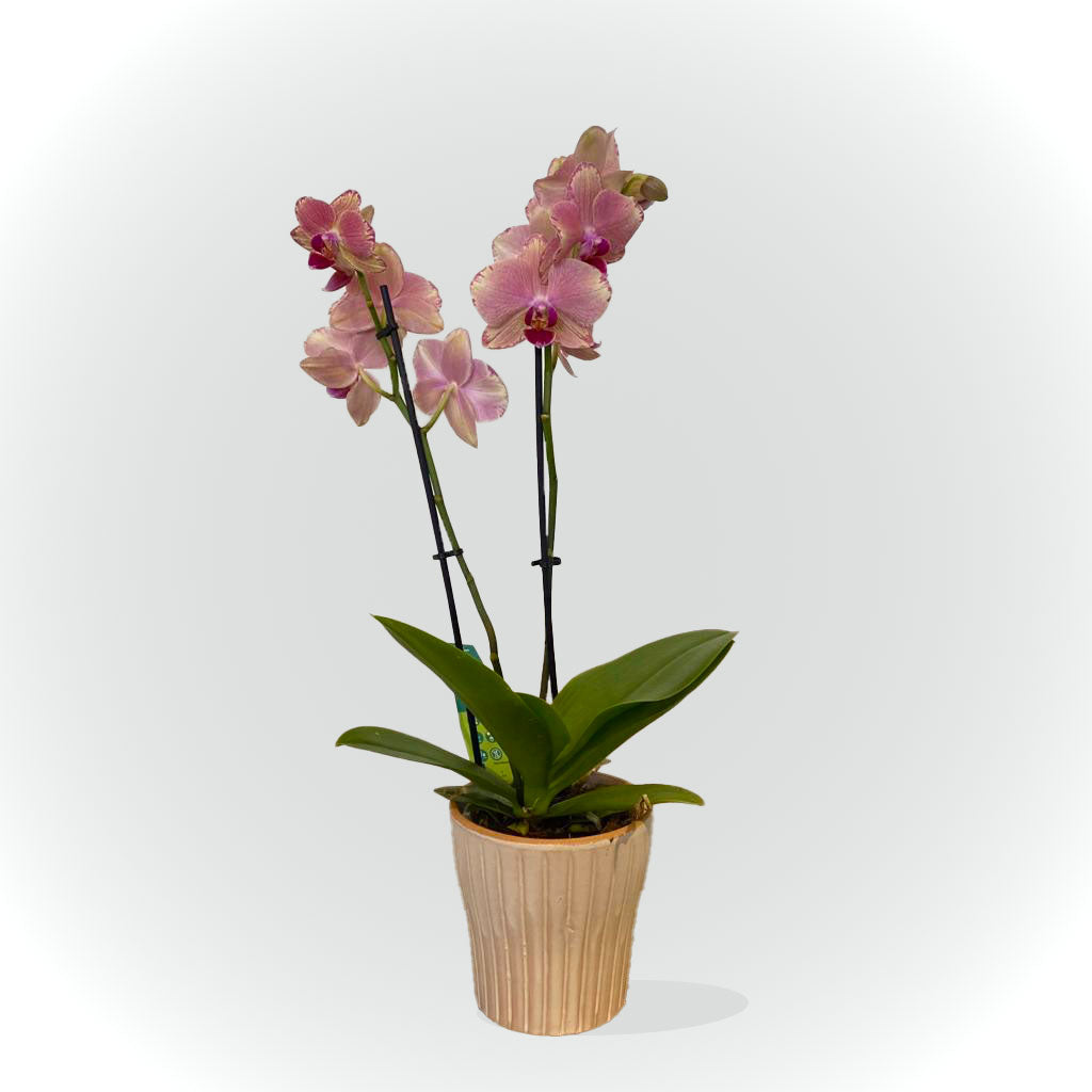 Orchidée blanche, rose ou jaune avec cache pot