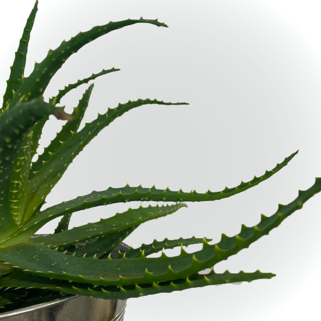Aloe Vera avec cache pot