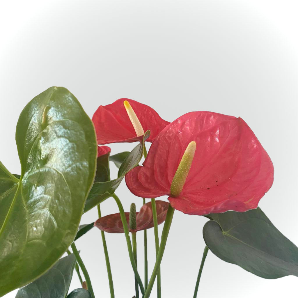 Anthurium avec cache pot (rose, rouge et blanche)