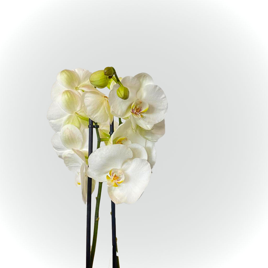 Orchidée blanche, rose ou jaune avec cache pot
