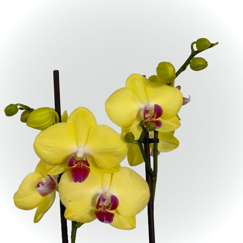 Orchidée blanche, rose ou jaune avec cache pot