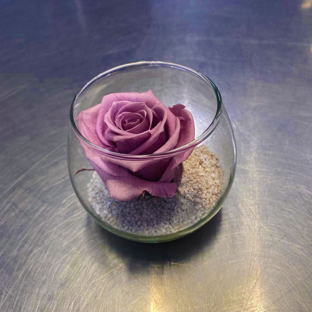 Rose éternelle prune + bulle