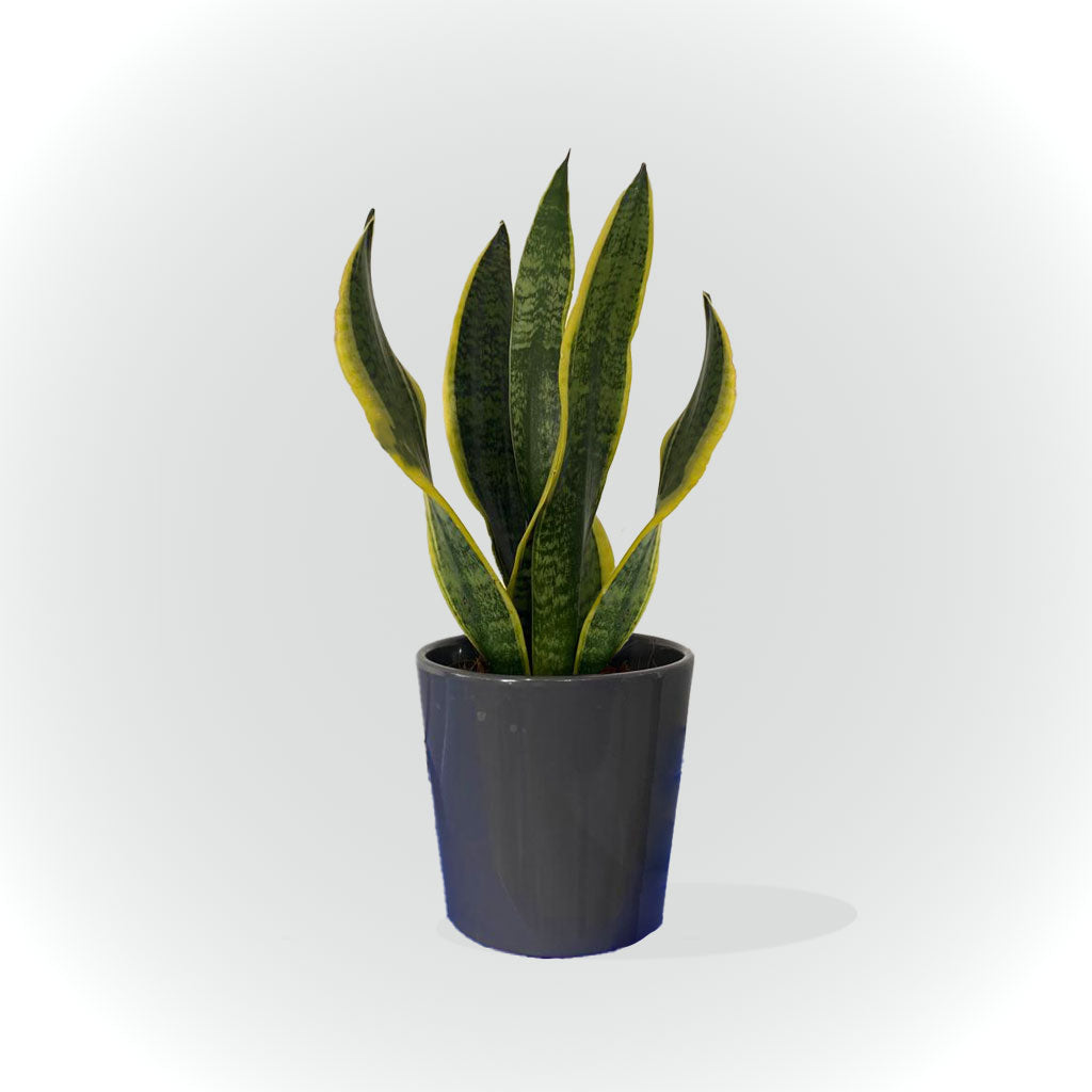 Sensevieria avec cache pot