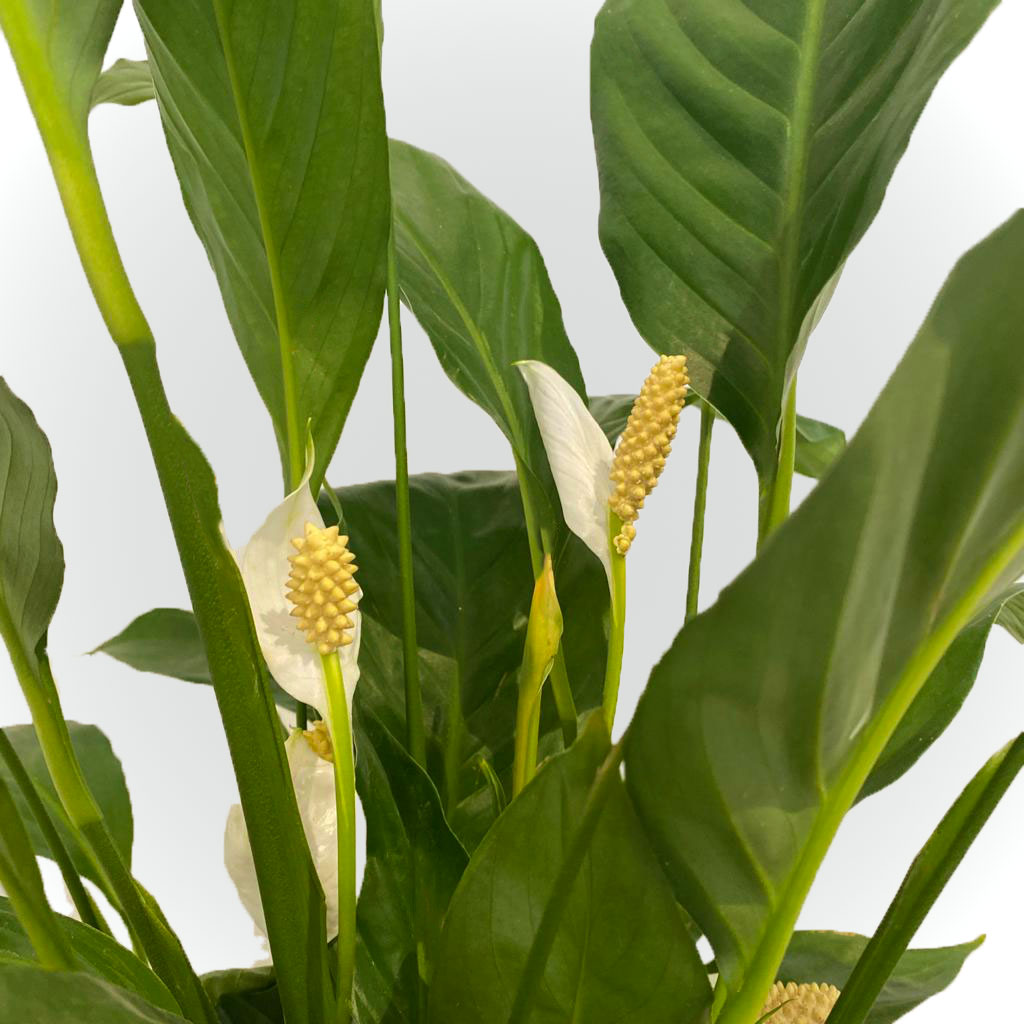 Spathiphyllum sans cache pot