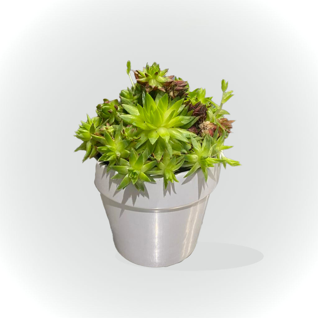Cactus et succulentes avec cache pot