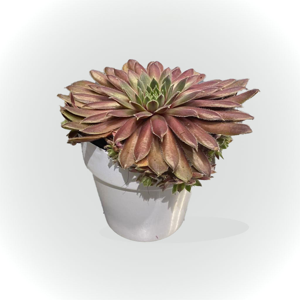 Cactus et succulentes avec cache pot