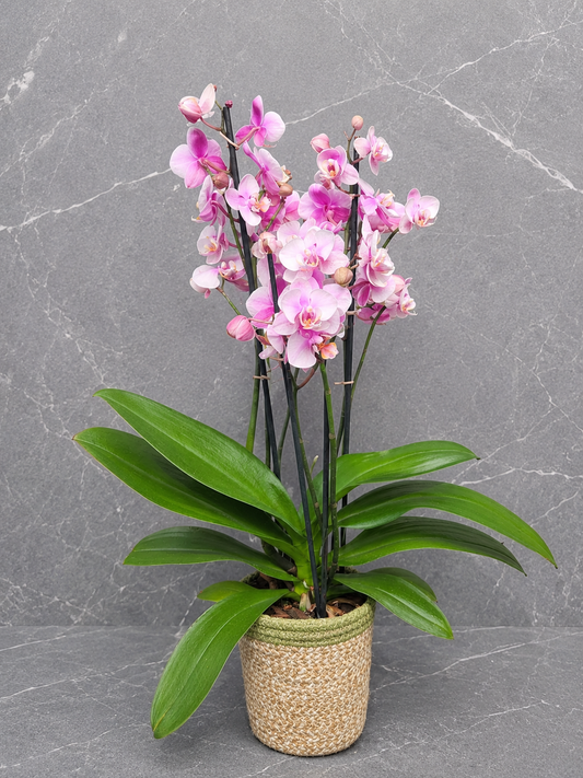 Orchidée