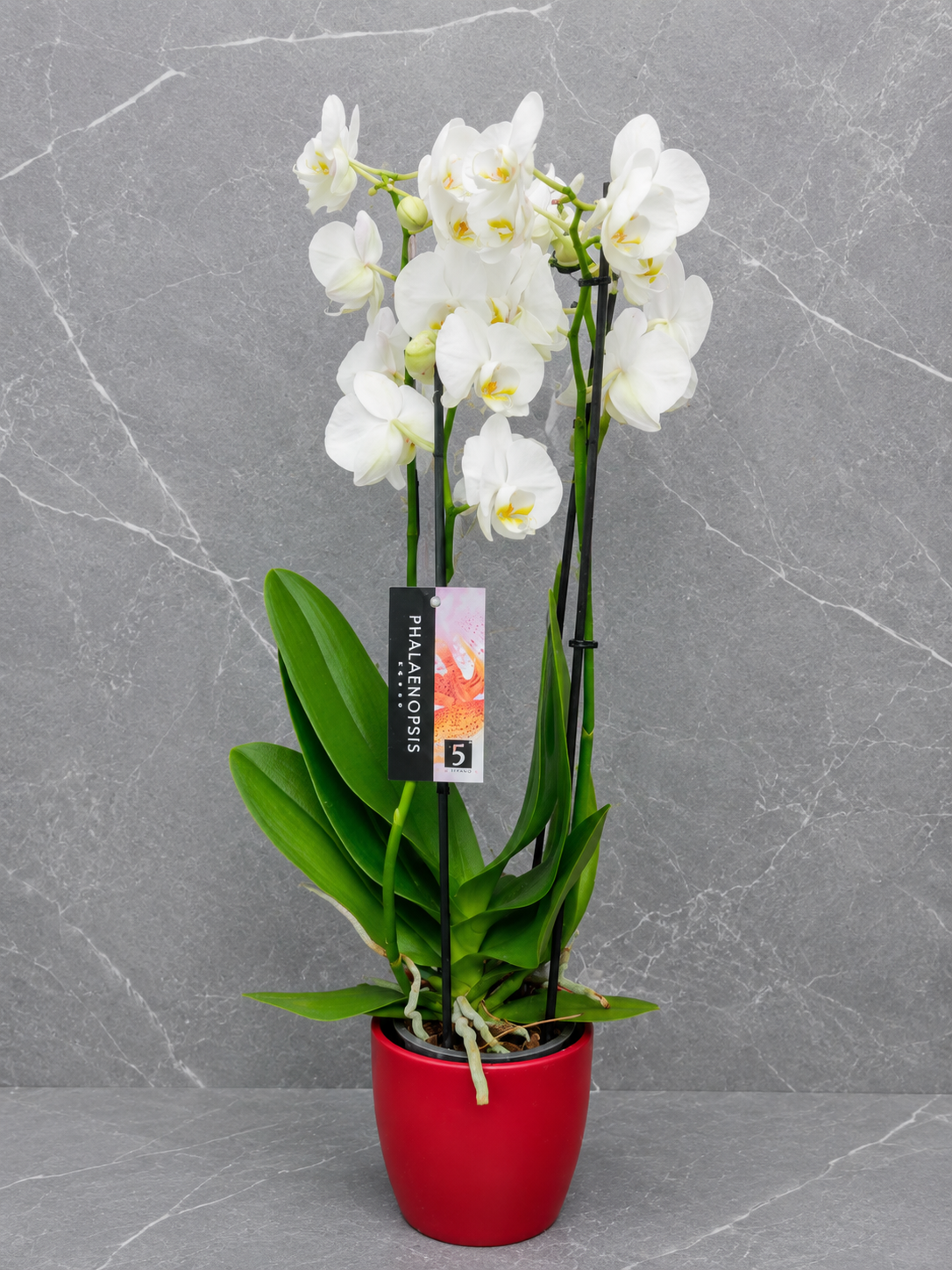 Orchidée