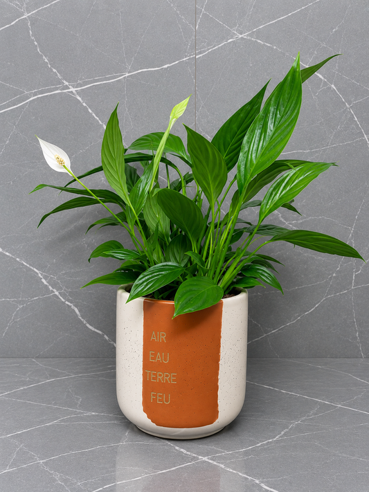 Spathiphyllum