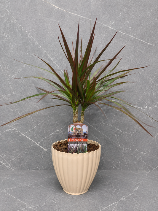 Dracaena