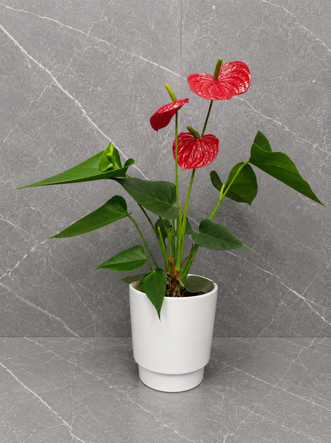 Anthurium