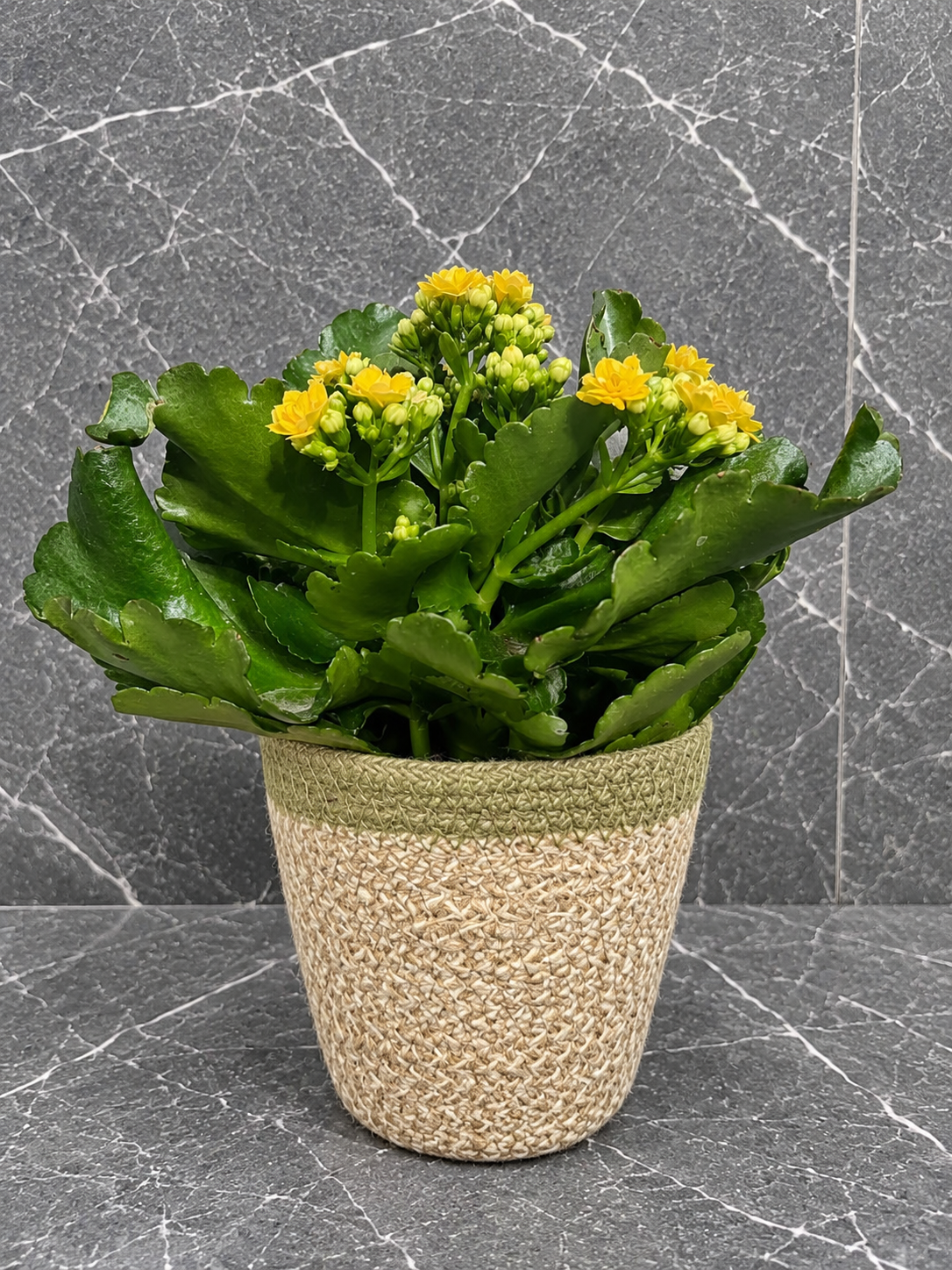 kalanchoe
