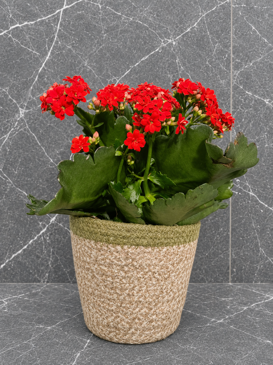 kalanchoe