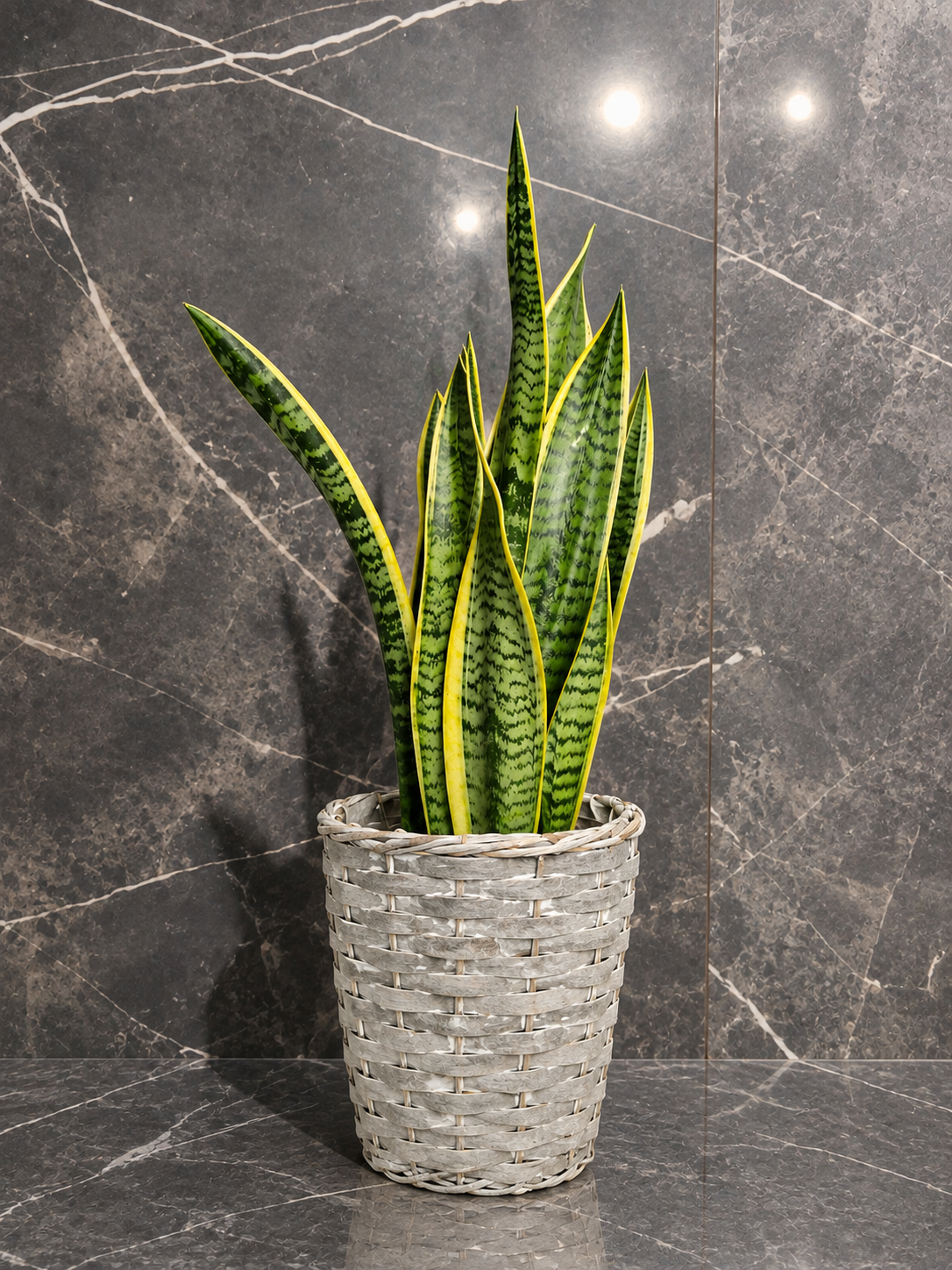 Sanseveria