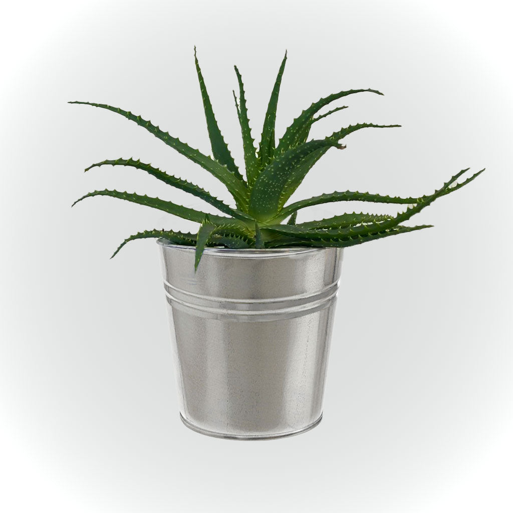 Aloe Vera avec cache pot