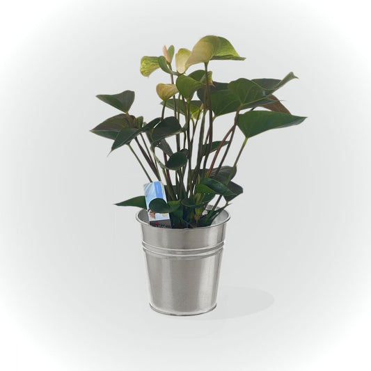 Anthurium avec cache pot (rose, rouge et blanche)