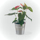 Anthurium avec cache pot (rose, rouge et blanche)