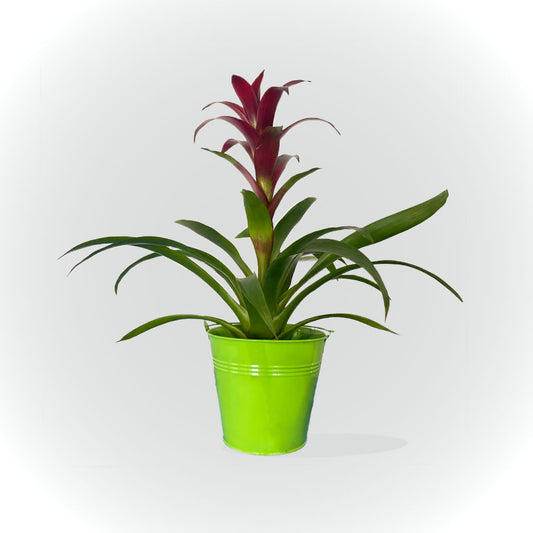 Bromélia rouge ou orange avec cache pot