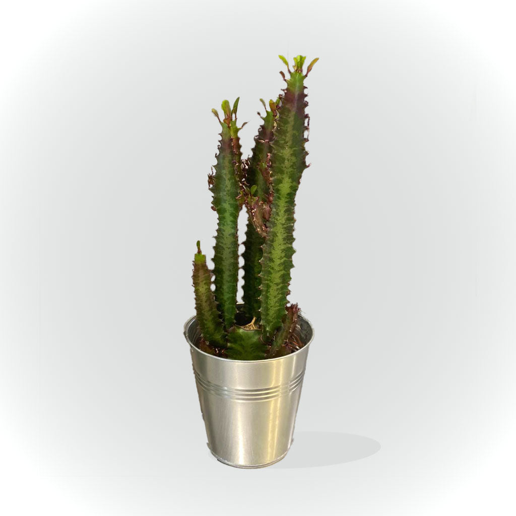 Cactus et succulentes avec cache pot