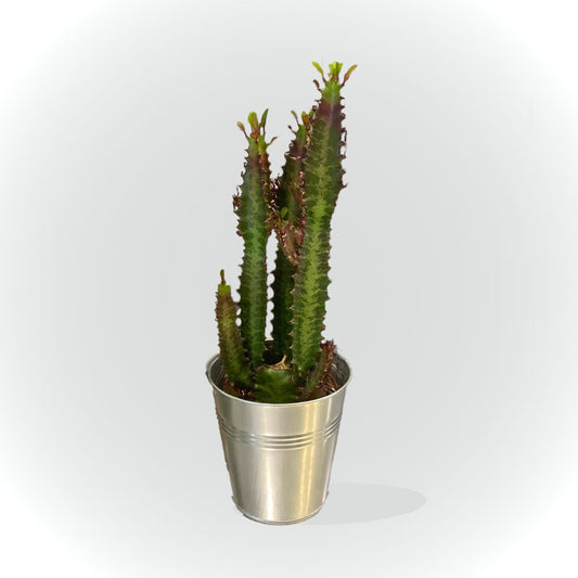 Cactus et succulentes avec cache pot