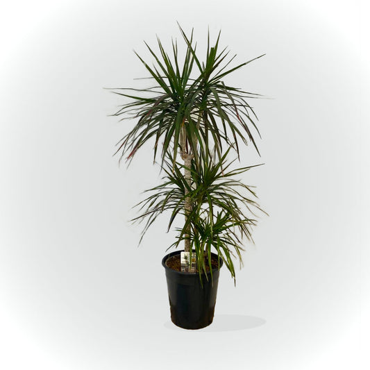 Dracaena sans cache pot