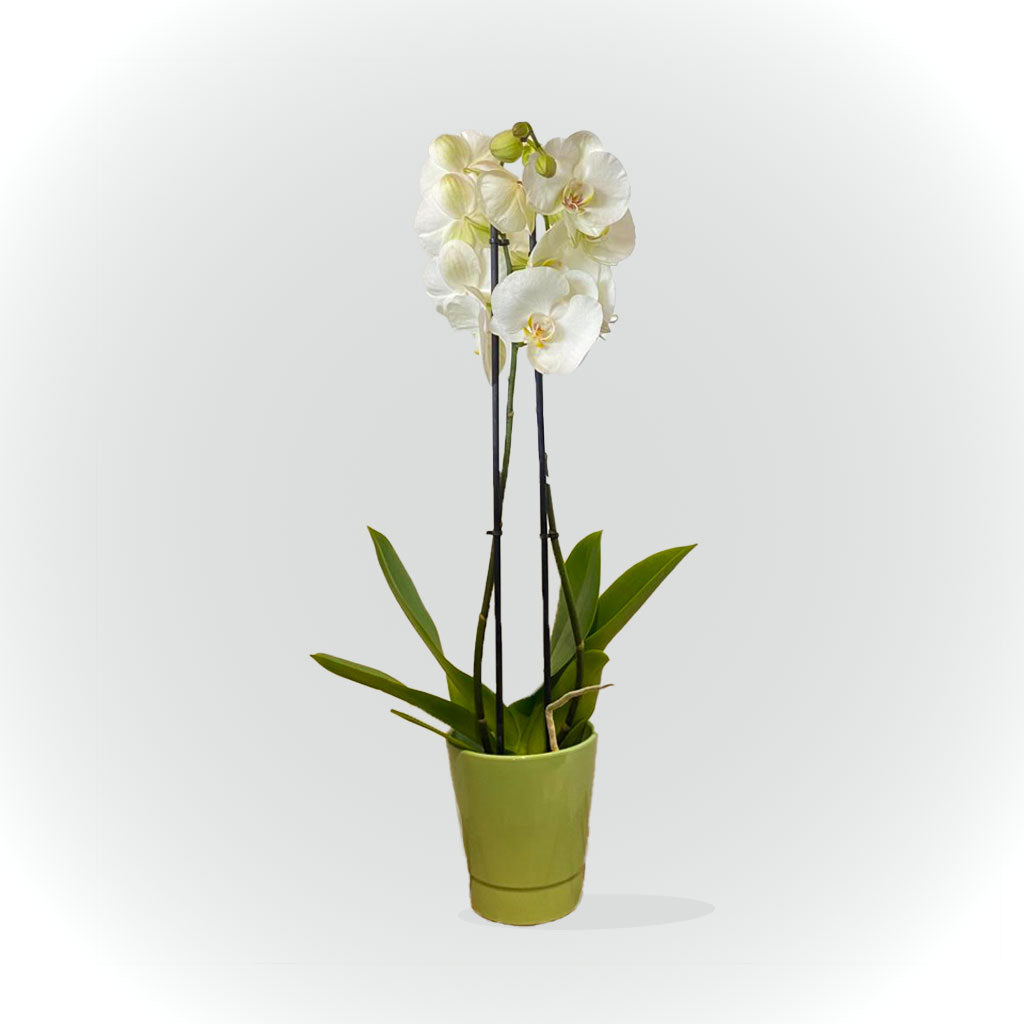 Orchidée blanche, rose ou jaune avec cache pot