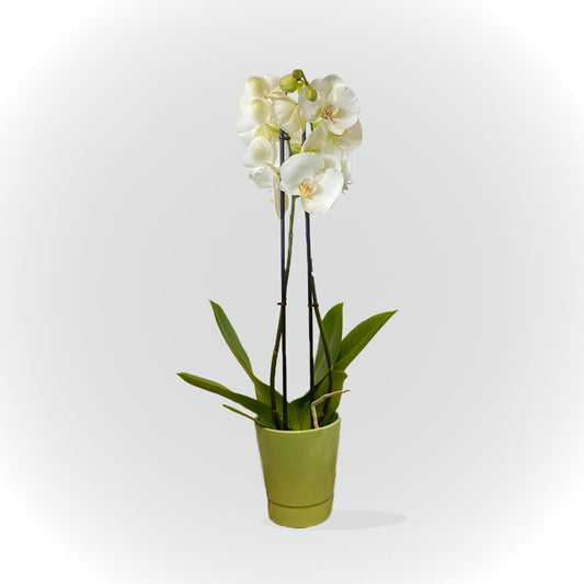 Orchidée blanche, rose ou jaune avec cache pot