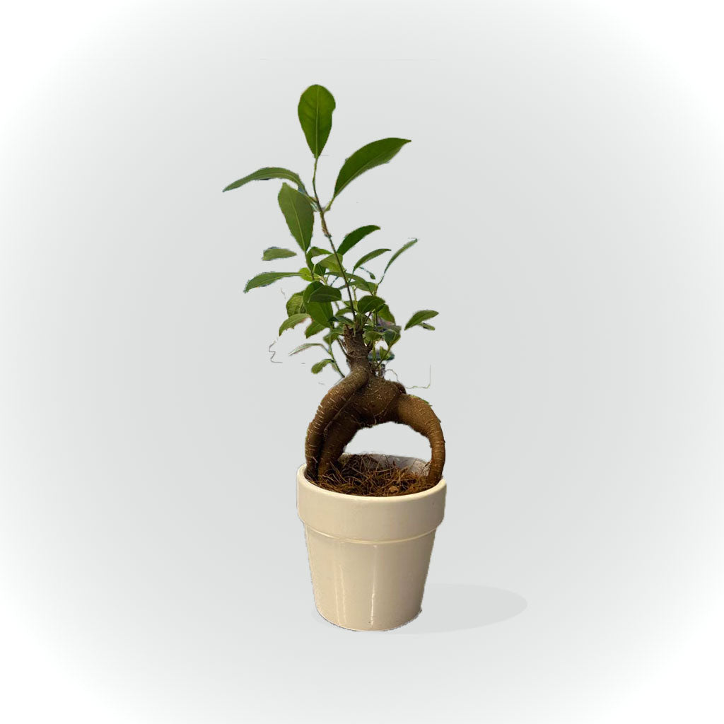 Bonsaï avec cache pot