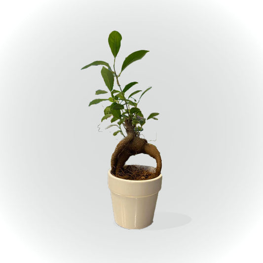 Bonsaï avec cache pot
