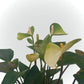Anthurium avec cache pot (rose, rouge et blanche)