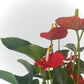 Anthurium avec cache pot (rose, rouge et blanche)