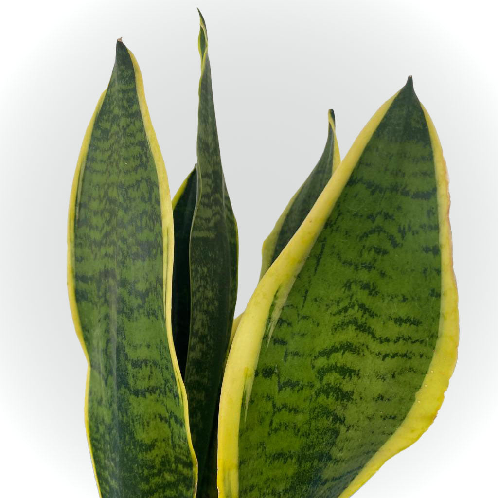 Sensevieria avec cache pot