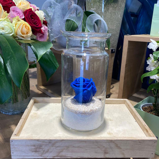 Rose éternelle bleu + vase