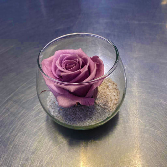 Rose éternelle prune + bulle